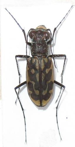 Lophyra neglecta